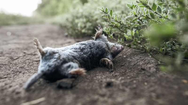 Animal Removal Service