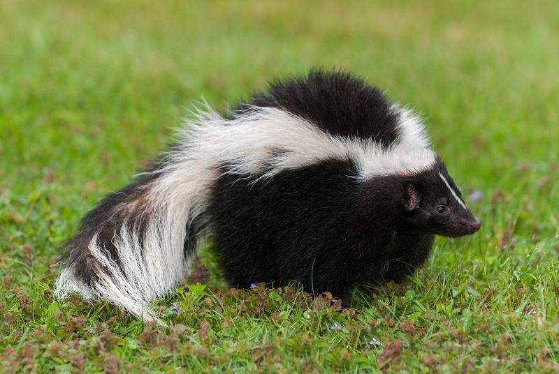 Skunk Sighted