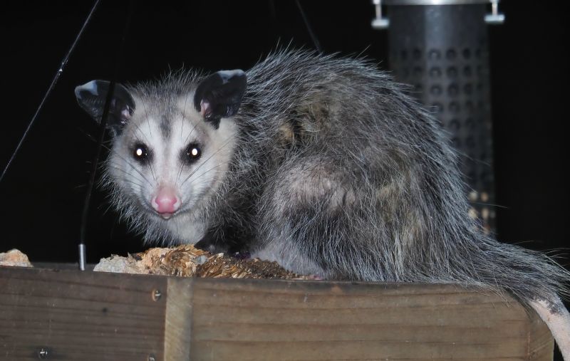 Opossum Crossing