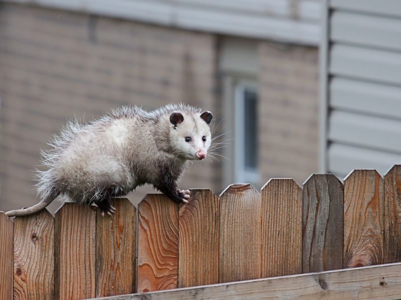 Opossum in Garden